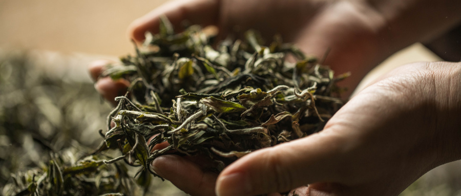 溧阳白茶汤里能下菠菜吗？溧阳白茶泡法