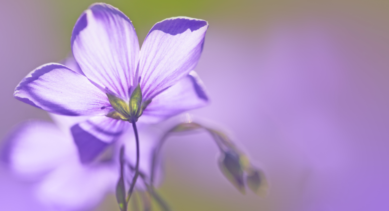 什么时候采银花蛾最好？银花什么季节开花