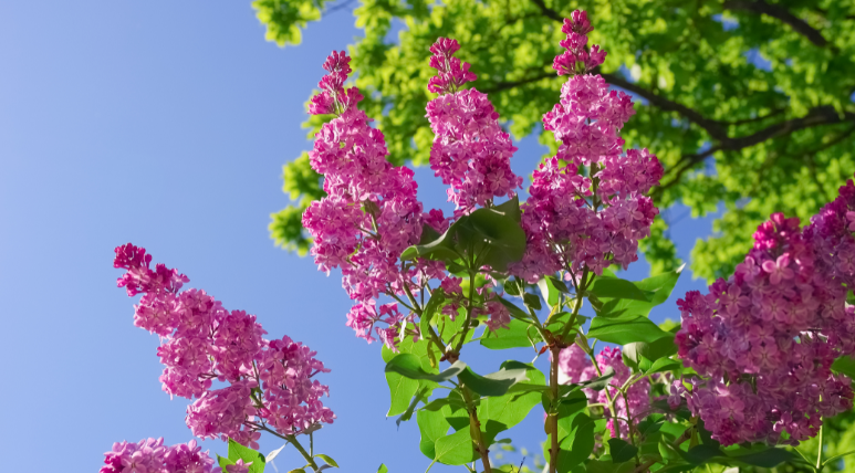 什么时候采银花蛾最好？银花什么季节开花