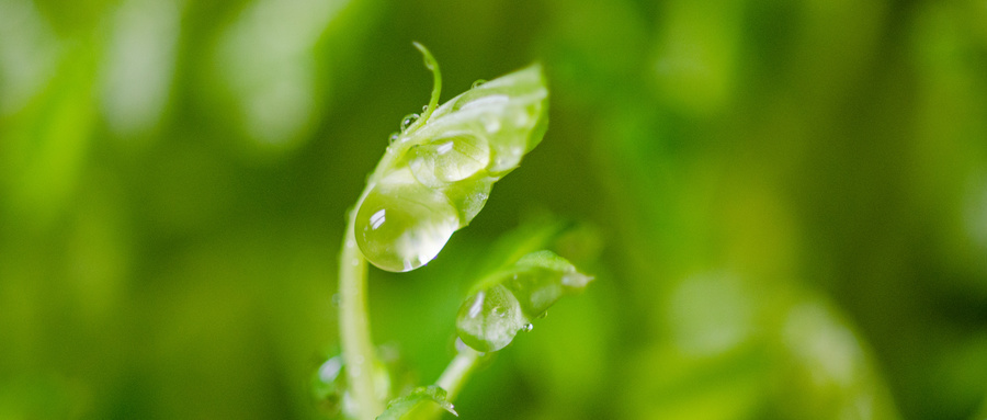 三角定苗玉米种植缺点？扦插苗的优缺点
