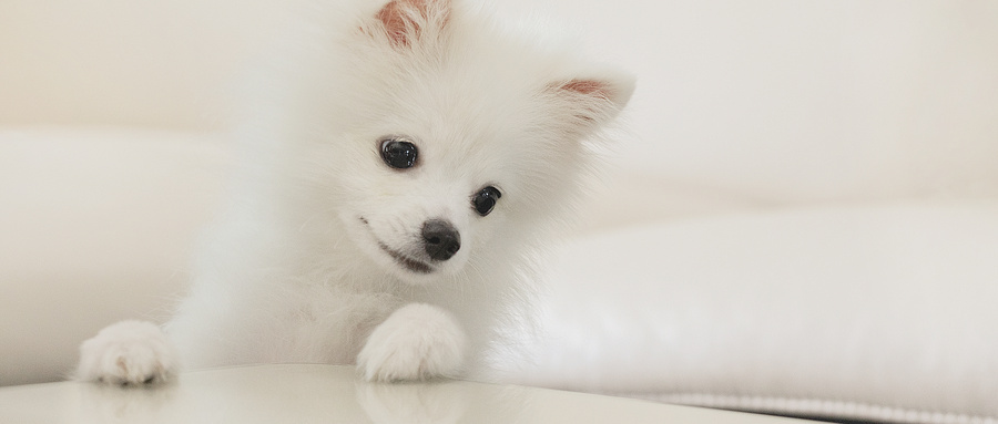 博美犬怀孕几个月生产？博美犬怀孕饮食注意事项