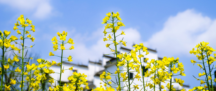 油菜花可以吃吗？油菜花怎么做好吃