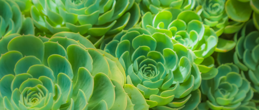 薄化妆和绿蔷薇哪个好看？薄化妆和绿蔷薇的区别