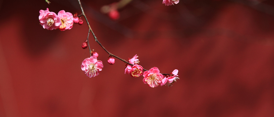 梅花是什么季节开的？梅花是什么颜色