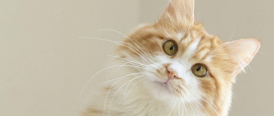 猫粮机断电以后还能保鲜吗？猫粮机断电以后猫粮会坏吗
