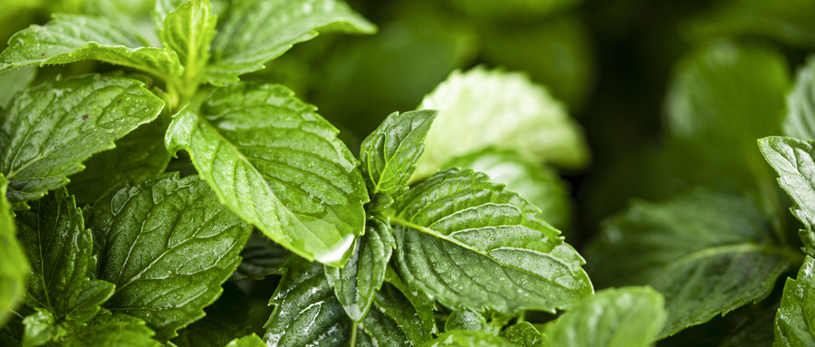养鹅种棵薄荷怎么种？养植鹅的方法