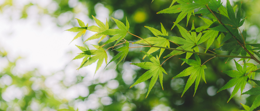 檀香木叶子发黄土里可以放硫酸亚铁吗？檀香木用浇水吗