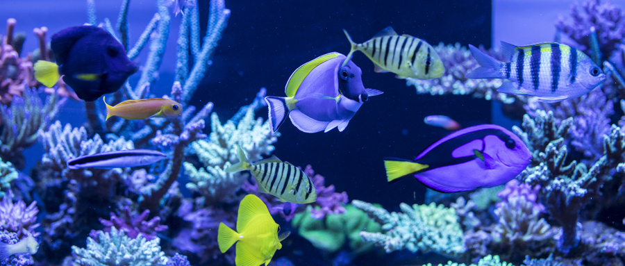 ​海洋生物有哪些？海洋生物有哪些活动特点