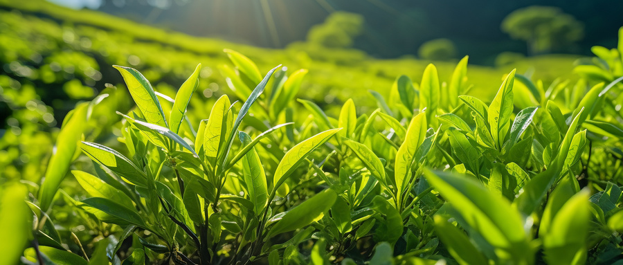太平猴魁属于什么茶类？太平猴魁的制作工艺有哪些步骤