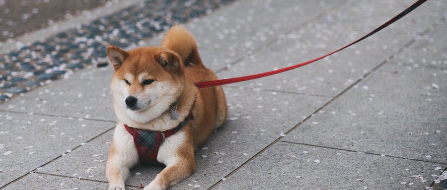 柴犬尾巴有骨头吗？柴犬尾巴很细正常吗
