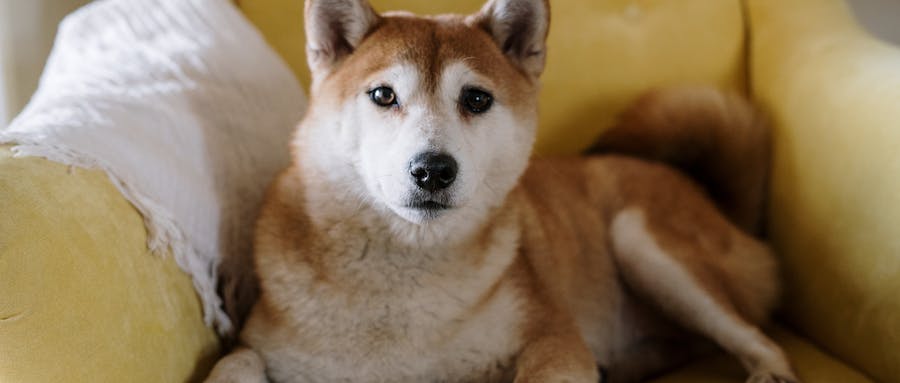 柴犬尾巴有骨头吗？柴犬尾巴很细正常吗